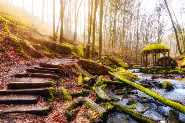 Atemberaubende Natur - Wald - Peters Hotel Homburg Jägersburg