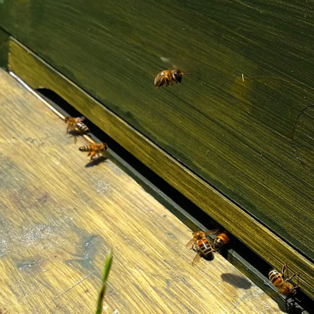 PETERS Bienenstock Bee Great