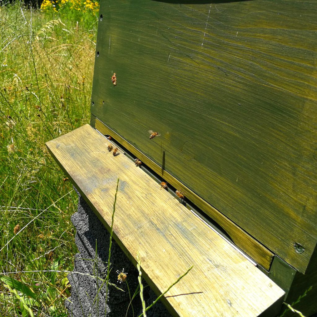 "BeeGreat" die PETERS Bienen 5 PETERS Bienenstock Bee Great