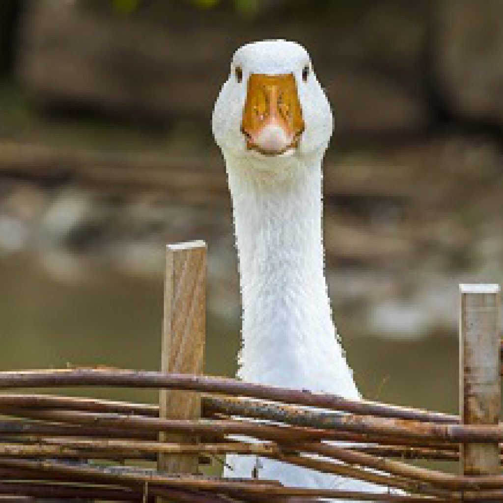 PETERS Hotel Aktionskarte Gänsemarsch