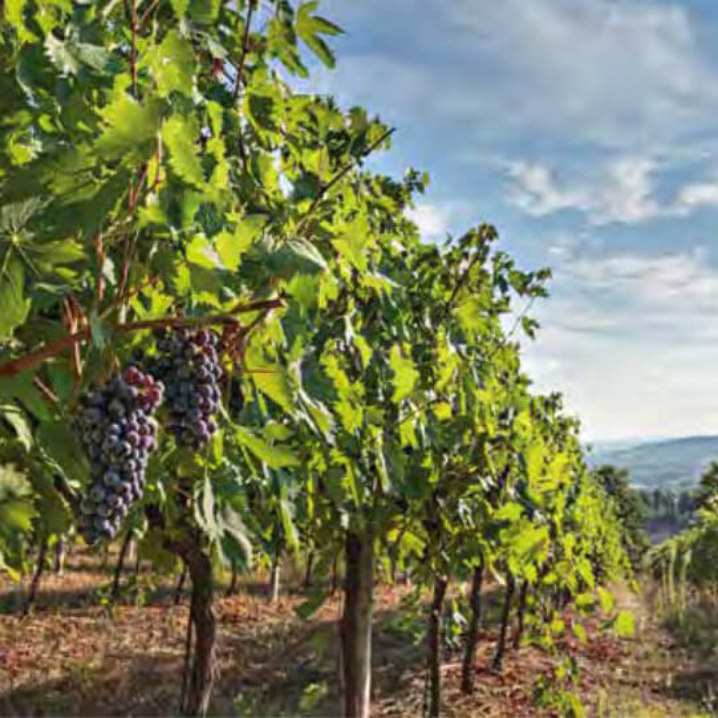 PETERS Hotel Firmenevent Weinberg Rallye